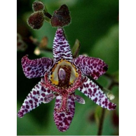 Lis des crapauds de Formose 'Dark Beauty' Godet de 8/9 cm
