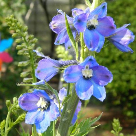4 x Pied d'Alouette belladone  - Delphinium 'Piccolo'  - godet (1/4)