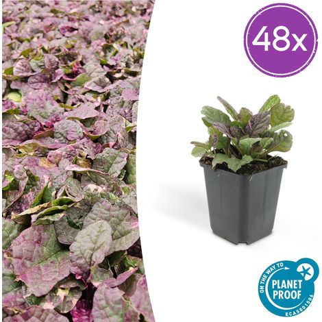 Lot de 48 Ajuga reptans Burgundy Glow - Bugle Rampante Couvre-sol - Fleurs Bleues - Pot Ø 9 cm - PANGIVO (1/5)