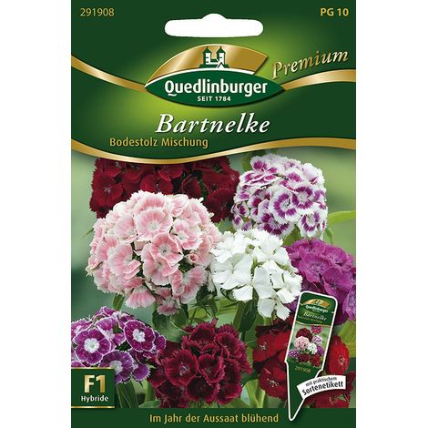 Quedlinburger Saatgut – Œillet de poète « Bodestolz » en mélange – Graines de fleurs, hybride F1, hauteur env. 60 cm