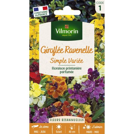 Giroflée Ravenelle Simple Variée Vilmorin (1/2)