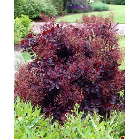 COTINUS COGGYGRIA ROYAL PURPLE VASO 15CM (1/3)