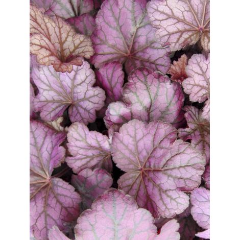 Heuchère 'Wild Rose' Godet de 8/9 cm (1/2)