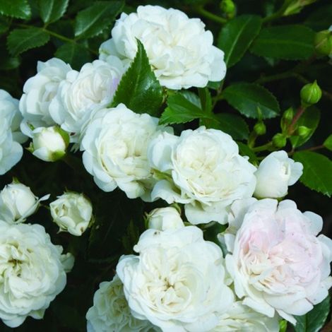 2 x Rosa  - Rosier couvre-sol - Rosa 'White Fairy'