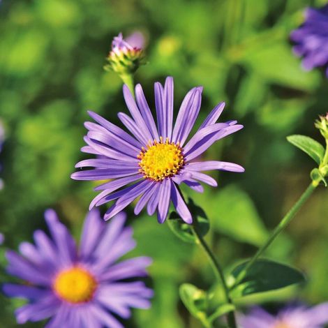 Aster grand d'automne Blue Radiance, Aster Novi-belgii/Godet - 5/20 cm