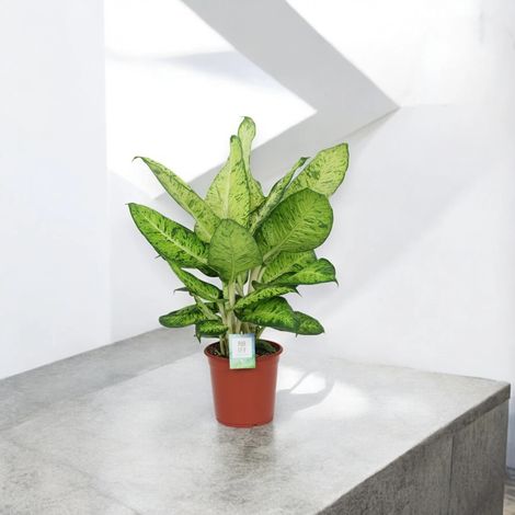 Gardenaria Dieffenbachia 'White Amazon' - Pianta da interno ornamentale - Altezza: 80 cm (vaso 24) (1/5)