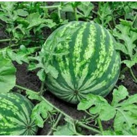Pastèque Kirin 150 pcs – Semences Mini Fruits – Jardin (1/4)
