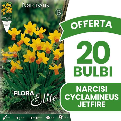 OFFERTA 20 BULBI AUTUNNALI NARCISO CYCLAMINEUS JETFIRE BULBI BULBS BULBES