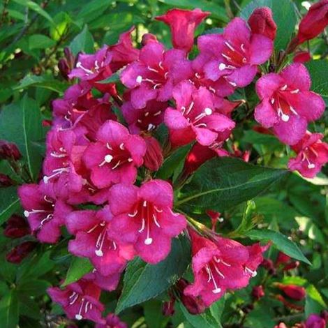 Weigela 'Eva Rathke' - 50-60 cm pot
