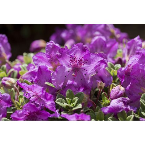 Rhododendron keleticum Rhododendron keleticum C 2 20- 25 (1/4)