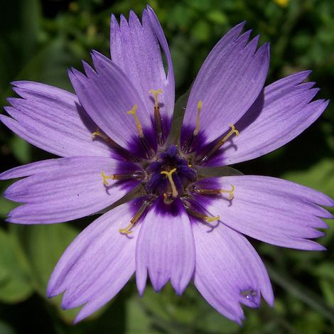 4 x Cupidone bleue - Catananche caerulea - godet 9x9 cm (1/4)
