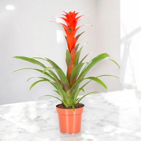 Gardenaria Guzmania 'Calypso' - Pianta da interno ornamentale - Altezza: 50 cm (vaso 12) (1/5)
