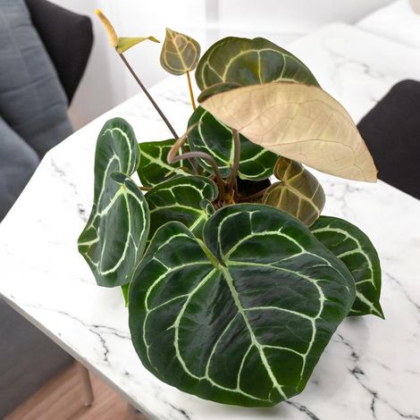 Gardenaria Anthurium 'Crystallinum' - Pianta da interno ornamentale - Altezza: 30 cm (vaso 12) (1/5)