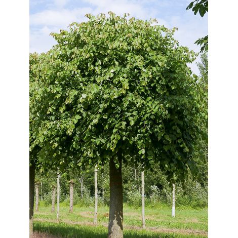 Tilleul à petites feuilles 'Lico' Pot de 7,5L/10L, Tige (1/2)