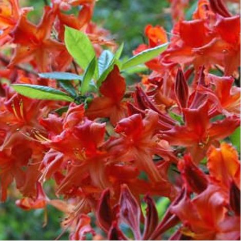 Azalée caduque mollis rouge - Azalea mollis - 40-50 cm pot