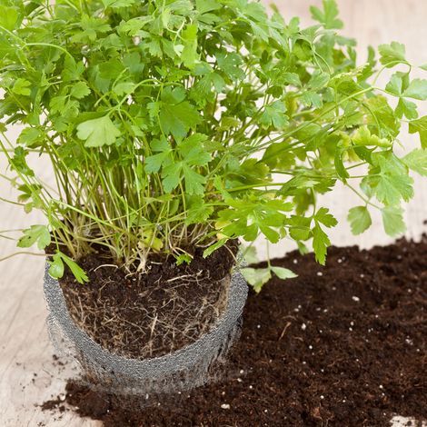 Protecteur de racines de plantes, sac en maille de Protection en acier inoxydable 304 pour Fruits, baies et légumes (1/5)