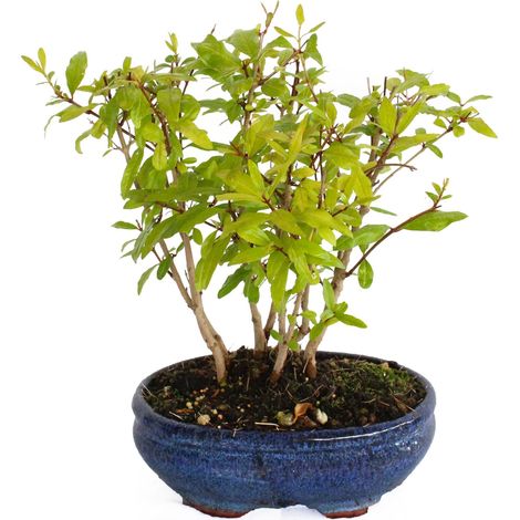 Bonsai Melograno - Bonsai Punica Granatum - Vaso Ø 15 H 25-35 cm (1/3)