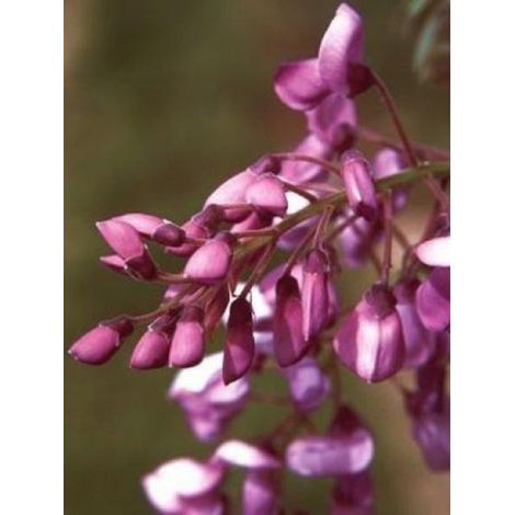Glycine 'Okayama' Pot de 2L/3L, Plant greffé de + de 18 mois (1/2)