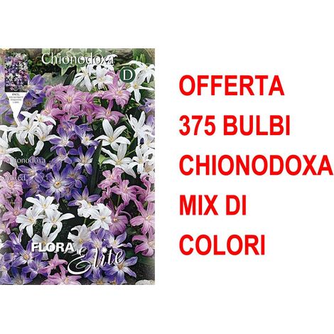 OFFERTA 375 BULBI CHIONODOXA MIX DI COLORI