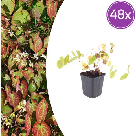 Lot de 48 Epimedium youngianum 'Niveum' Plante Couvre-sol Ombre Fleurs Blanches 10-25 cm Pot Ø 9 cm - PANGIVO (1/5)