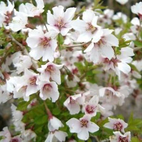 Cerisiers à fleurs 'Kojou-No-Mai' - 30-40 cm pot