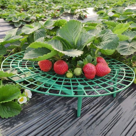 Support Pour Fraisiers - Diamètre 30 cm Hauteur 9,5 cm - En Plastique Résistant - Pour Jardin Extérieur Potager - Lot De 5 (1/5)