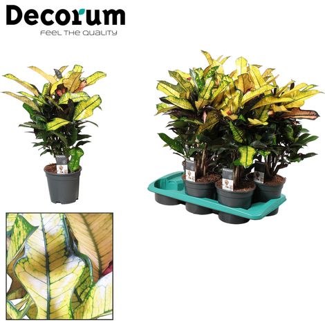 Croton Wilma - Plante d'Intérieur Colorée Codiaeum Variegatum - Pot Ø17 cm - Hauteur 60 cm - PANGIVO