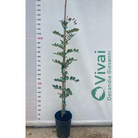 PIANTA DI CARRUBO "Ceratonia siliqua"  IN VASO ALTEZZA 100/110 CM (foto reale)