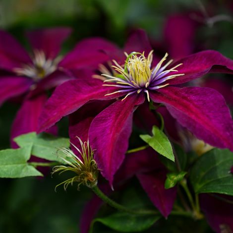 Clematite - Clematis Gipsy Queen 70cm