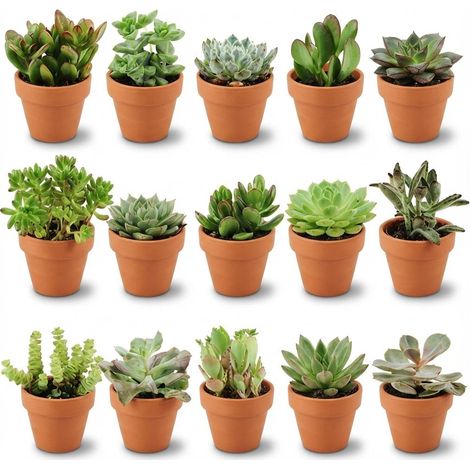Mélange de 15 Mini Succulentes en Pots de Terre Cuite Ø 8,1 cm, Hauteur 5-10 cm, Plantes Grasses - PANGIVO (1/4)