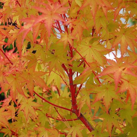 Acero rosso giapponese "Acer palmatum Sango Kaku" pianta in vaso ø45 cm h 100/150 cm (1/5)