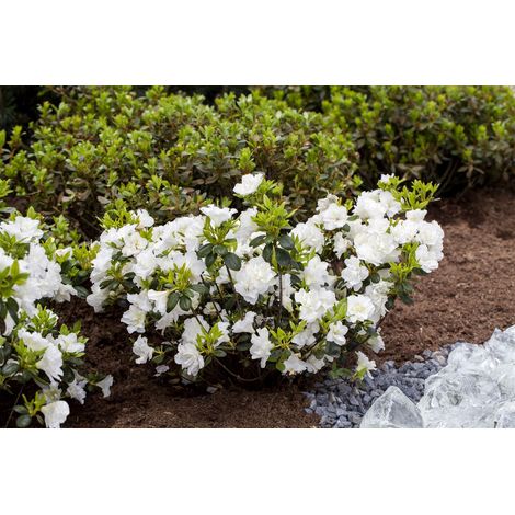 Japanische Azalee 'Schneeperle'® Rhododendron obt.'Schneeperle' -R- C 5 30- 40 (1/5)