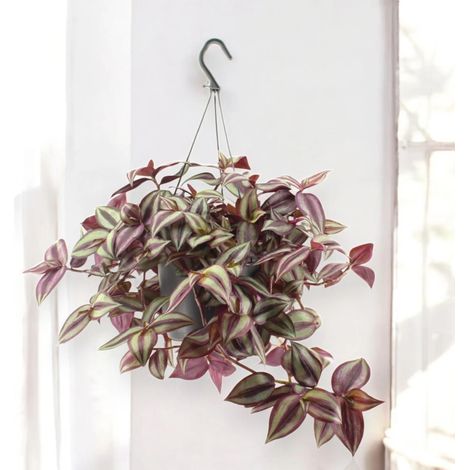 Gardenaria Tradescantia zebrina Violet - Pianta da interno ornamentale - Altezza: 25 cm (vaso 17) (1/5)