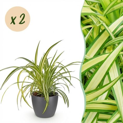 Lot de 2 Plantes Araignée Chlorophytum comosum Variegatum - Plante d'Intérieur Pet-Friendly - 20 cm - PANGIVO (1/5)