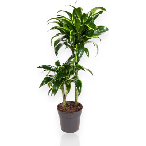 Gardenaria Dracaena fragrans 'Dorado' - Pianta da interno ornamentale - Altezza: 130 cm (vaso 24) (1/5)