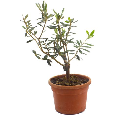 Olea europaea cv "cipressino" - olivo bonsai - vaso 16 cm (1/2)