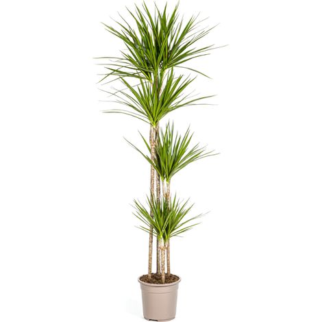 Dracaena Marginata Green Plante d'Intérieur Dragonnier Vert Ø27cm Hauteur 170-190cm - PANGIVO (1/5)