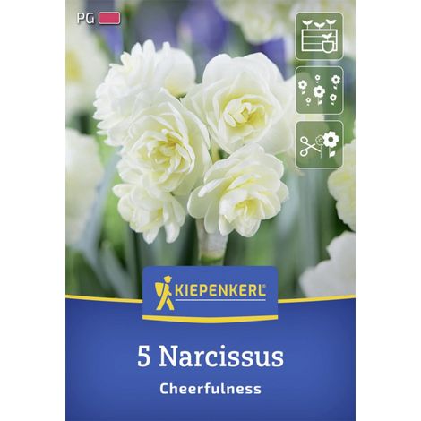 Kiepenkerl Herbstblumenzwiebel Poetaz-Narzisse Cheerfulness 5 Stück (1/2)