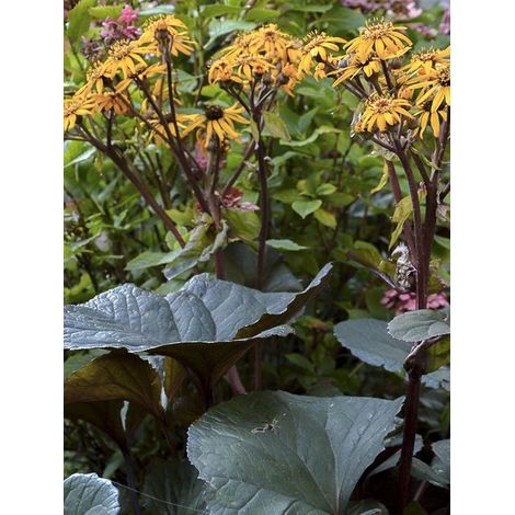 Ligulaire 'Pandora' Pot de 2L/3L