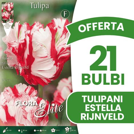 OFFERTA 21 BULBI TULIPANO PARROT ESTELLA RIJNVELD BULBS BULBES