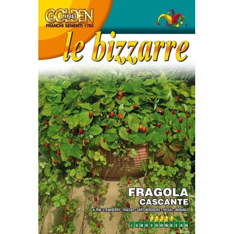 SEMI FRAGOLA CASCANTE ALPINA ATTILA FRANCHI SEMENTI