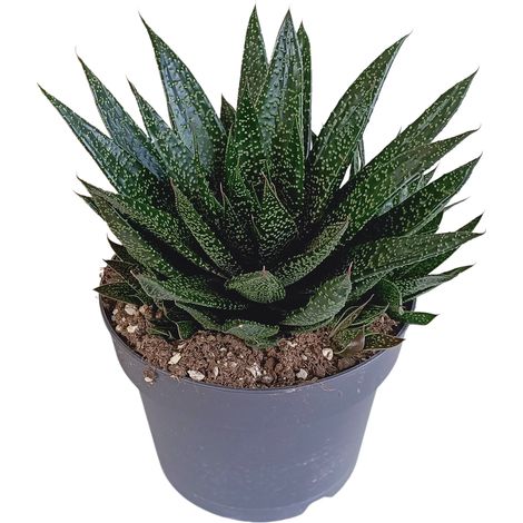 Gasteria 'd Due Plante Grasse Succulente Décorative Feuilles Vert Foncé Tachetées Pot Ø 17 cm - PANGIVO (1/4)