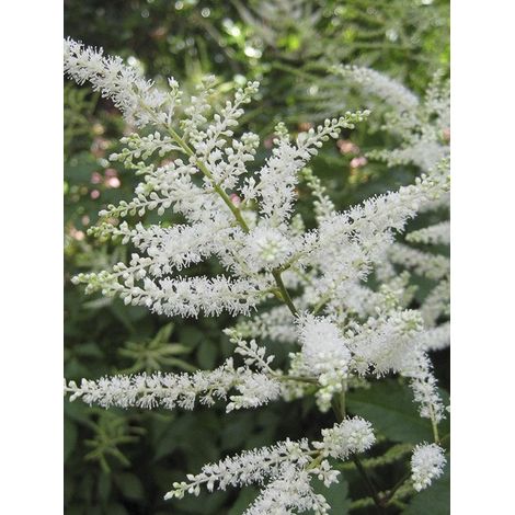 Astilbe du Japon 'Washington' Godet de 8/9 cm (1/2)