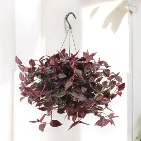 Gardenaria Tradescantia 'Jewel Red' - Pianta da interno ornamentale - Altezza: 25 cm (vaso 17) (1/5)
