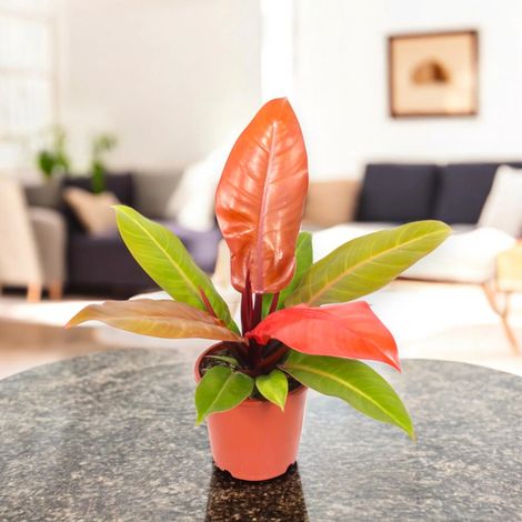 Gardenaria Philodendron 'Prince of orange' - Pianta da interno ornamentale - Altezza: 30 cm (vaso 14) (1/5)