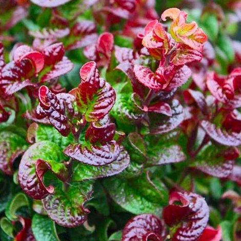 Leucothoé 'Curtly Red' 'Curly Red' - 20-30 cm pot