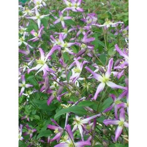 Clématite odorante 'Rubra Marginata' Pot de 2L/3L