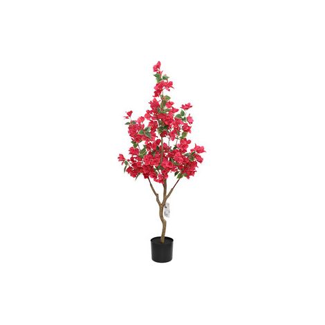 Bouganvillea 120 cm