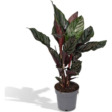 Calathea Ornata Plante Verte d'Intérieur Feuillage Rayé Pot Ø14 cm Hauteur 50 cm - PANGIVO (1/5)