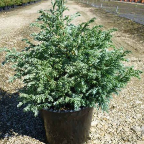Cyprès Sawara Boulevard, Chamaecyparis pisifera/Pot de 3L - 20/40 cm (1/5)